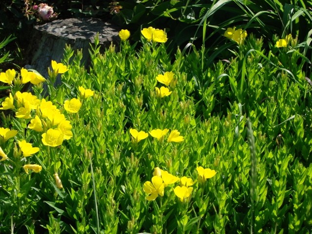 oenothera žuta